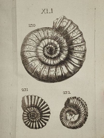 [BOURGET, Louis]. Treatise on Petrifications.

Fir