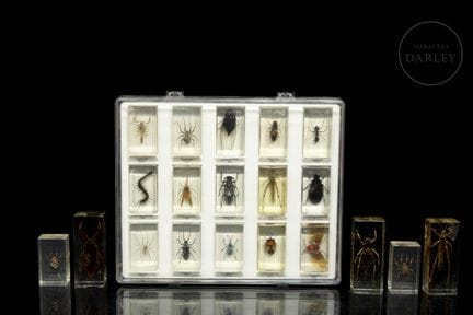 Sammlung echter Exemplare (Skorpione, Käfer, Spinn