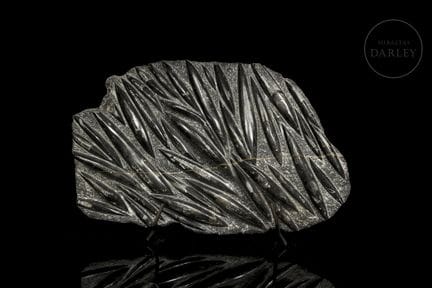 Sedimentäre schwarze Kalksteinmatrix mit einer dic