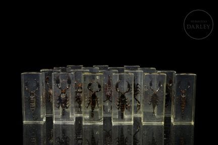 Monografische Sammlung von achtzehn echten zoologi