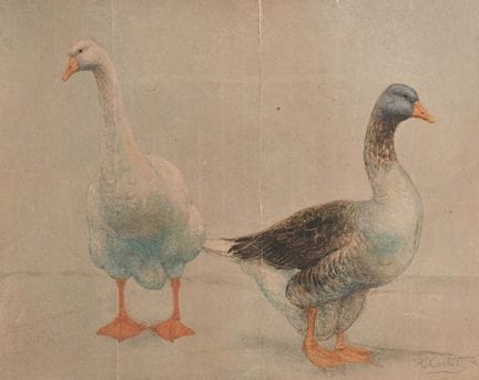 罗密欧·科斯泰蒂 《两只鹅》 纸板粉彩画 360 x 460 毫米
右下角签名