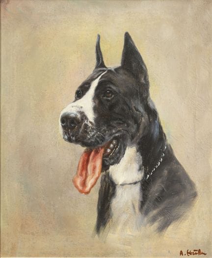 签名模糊：大丹犬肖像 
 

 油画/画布。右下角签名模糊。20世纪。 
 

 60 x 50 厘