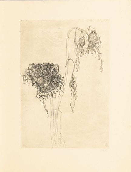 BOON,  Jan (1882 - 1975)  
 

 
Tournesols 
 

 Gr