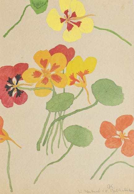 坎普夫，格特鲁德  
 

 
金盏花 
 

 水彩画。右下角有署名缩写及生日题词。 
 

 裱