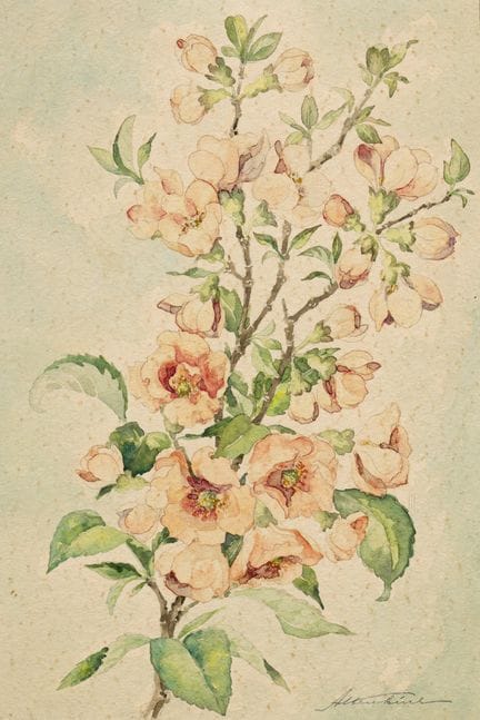 Otto Altenkirch, Kirschblütenzweig. Wohl um 1900.
