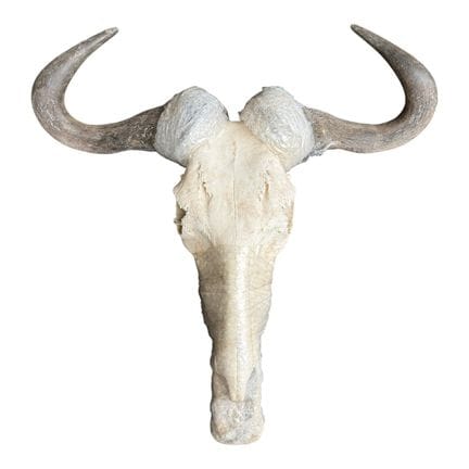 EIN AFRIKANISCHER, AUSGESTOPFTER GNU-SCHÄDEL MIT H