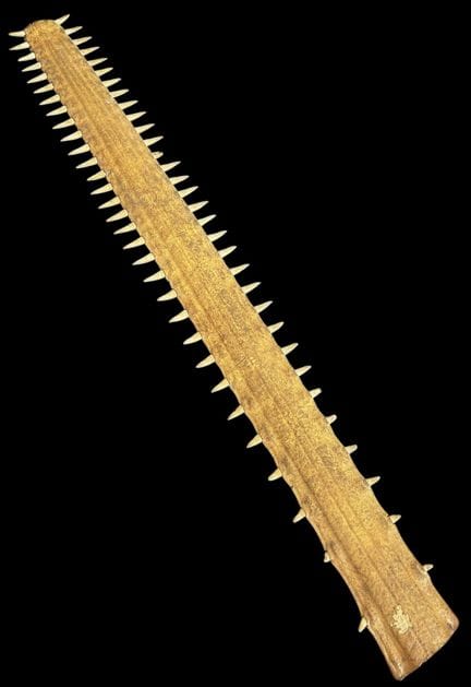 SÄGEFISCH-ROSTRUM, EIN SCHNITZELFISCH-SCHNABEL AUS