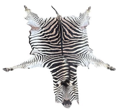 EIN AFRIKANISCHER, AUSGESTOPFTER ZEBRA-WANDBEHANG 