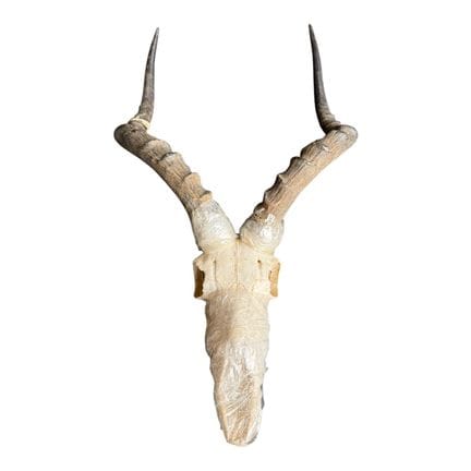 EIN AFRIKANISCHER IMPALA-SCHÄDEL MIT HÖRNERN, PRÄP