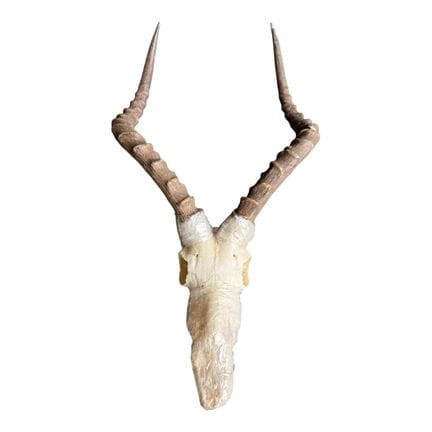 EIN AFRIKANISCHER IMPALA-SCHÄDEL MIT HÖRNERN, AUS 