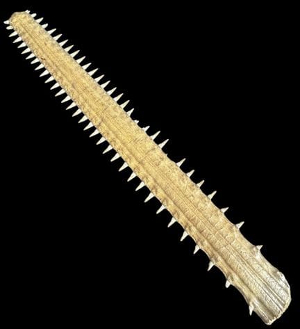 SÄGEFISCH-ROSTRUM, EIN SCHNITZELFISCH-SCHNABEL (PR
