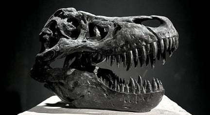 Cabeza de tiranosaurio
Escultura de material compu