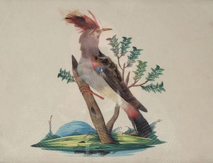 羽毛画。埃格尔兰地区，19世纪上半叶。以水彩风景为底，描绘了一只羽毛色泽逼真的卡卡杜鹦鹉。玻璃罩装裱
