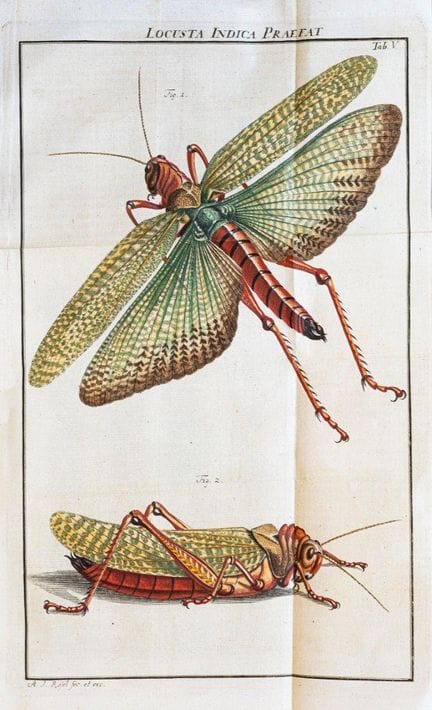 Rösel von Rosenhof, AJ L'ouvrage mensuel *Insect A