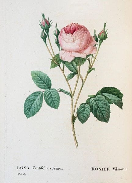 Redouté, PJ Les Roses. Décrites par CA Thorry. 2 v
