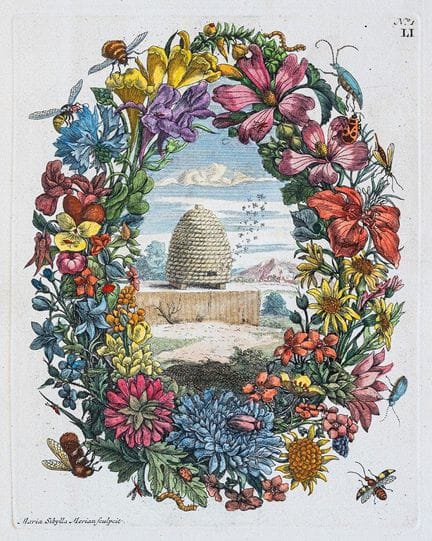 Merian, MS Over de voortteeling en Wonderbaerlyke 