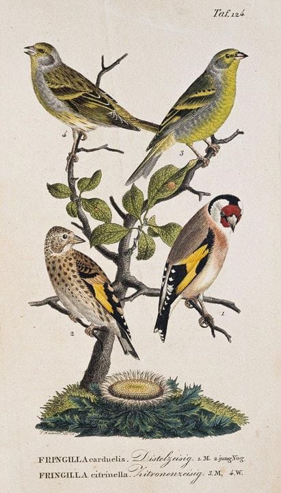 (Naumann, J.A. Histoire naturelle des oiseaux d'Al