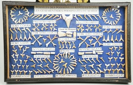 Storia. Collezione di denti di pesci e rettili, ci