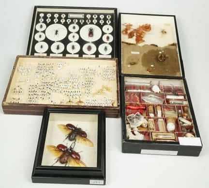 Collezione storica di insetti preparati, vetrine d