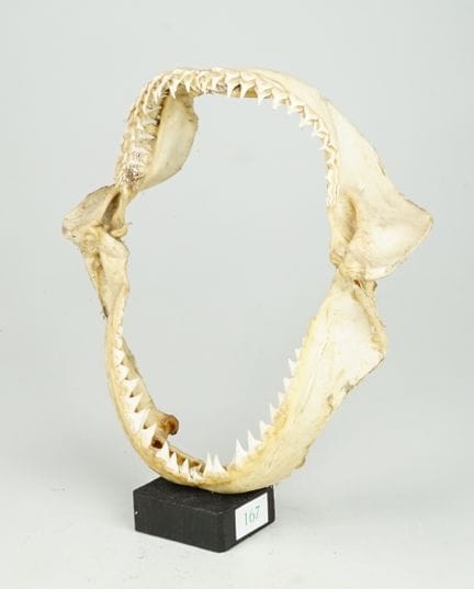 Vera dentatura di squalo. Dentatura a revolver int