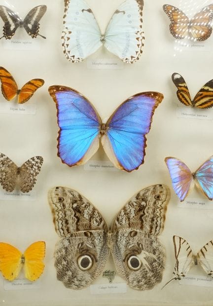Collezione storica di insetti preparati - 3 parti: