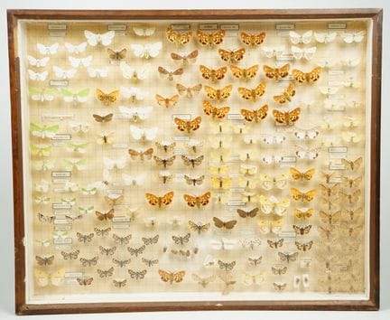 Storia. Collezione storica di farfalle imbalsamate