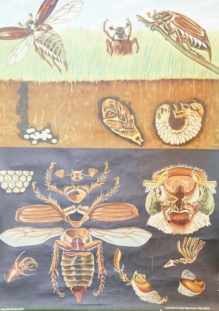 哈格曼教学用具出版社，杜塞尔多夫： 卷轴式展示板《五月甲虫》，1963年，彩色胶印，裱于亚麻布上，1