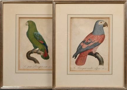 2 Barraband, Jacques (1768-1809) „Le petit Perroqu