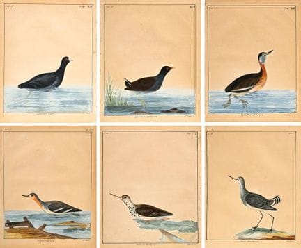 6 Lewin, William (1747-1795) "Common Gallinule", "