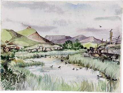 Martin Wirth, Iceland, waterfowl on Mývatn, ducks 