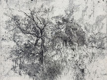 吉泽拉·科尔，《花园》，茂密花园植被中的树木与灌木，1978年
（生于1943年）。 纸本蚀刻版画，