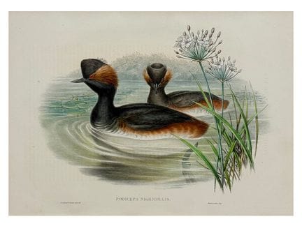 约翰·古尔德，黑颈鸊鷉，彩色石版画，《不列颠群岛的鸟类》
纸本手工上色石版画，图像下方石版上刻有“P