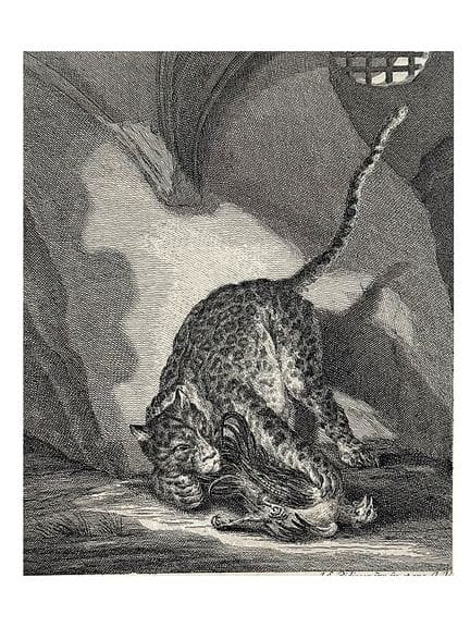 约翰·埃利亚斯·里丁格，《玩弄猎物的老虎》，一只捕获猎物的大型猫科动物，《若干动物草图》
（1698