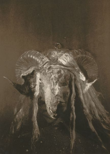 Mayanne LIANST 
Still Life, Ram's Head, 1991
Origi