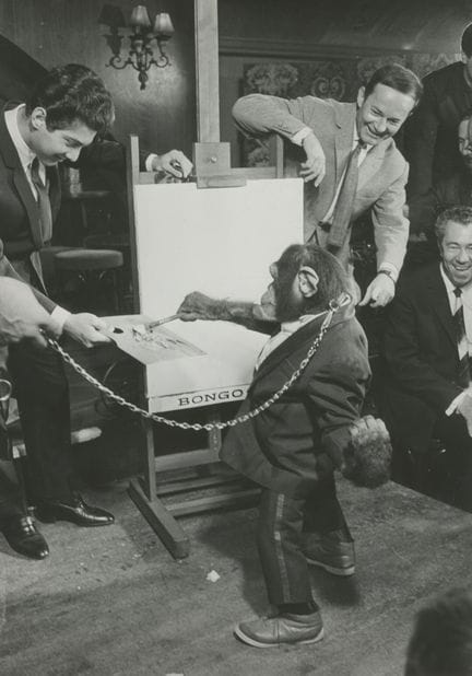 Le chimpanzé peintre
Congo (?), en plein représent