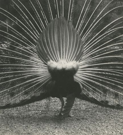 The Peacock 
Fanning Its Tail, Capbreton, France, 