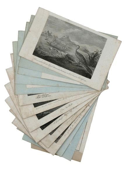 UN GRUPPO DI 14 STAMPE NATURALISTICHE, UCCELLI, MA