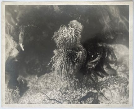 Eli Lotar* (Paris 1905 - 1969 Paris)
Marine fauna,