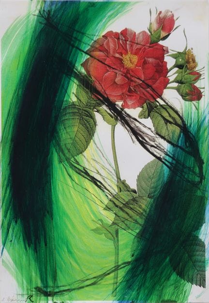 Arnulf Rainer* (Baden 1929 - 2025 Vienna)
Rose

mi