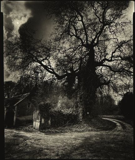 OLIVIER MÉRIEL 1955–
„Der Riesenbaum“, April 2000.