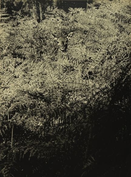 IZIS (Israëlis Bidermanas, genannt) 1911–1980
Wald
