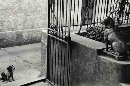 桑福德·H·罗斯 1906-1962
《狗》，蒙马特，巴黎，约1960年。
摄影作品。同期银盐冲印，