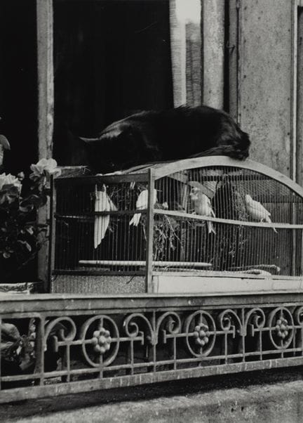 桑福德·H·罗斯 1906-1962
《沉睡的猫，贝尔维尔，巴黎》，约1955年。
摄影作品。同期银