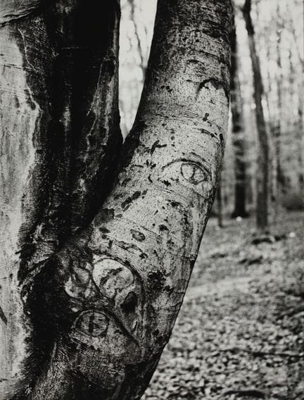 SERGE DE SAZO 1915–2012
Baumstämme, ca. 1960.
Foto