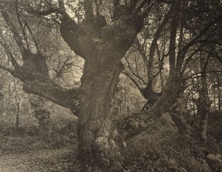 TAKESHI SHIKAMA 1948-
«Castro Verde n.º 6», de la 