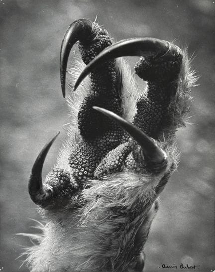 DENIS BRIHAT 1928-2024
《鹰笼》，约1970年。
摄影作品。同期银盐相纸冲印，