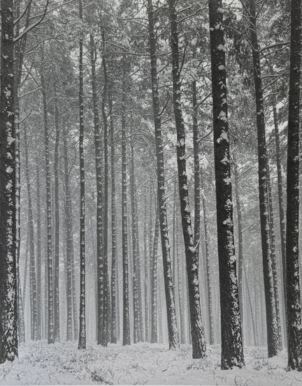 IZIS（又名Israëlis Bidermanas）1911-1980
《朗布耶森林，1952》，