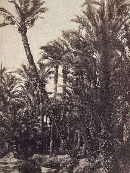 埃米尔·佩克 1816-1904（皮埃尔·埃米尔·约瑟夫·佩卡雷尔，笔名）
西班牙埃尔切的棕榈林，约