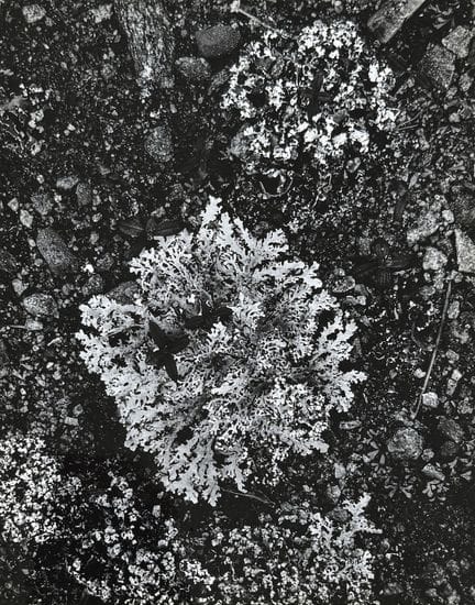 DENIS BRIHAT 1928–2024
Flechte, ca. 1970.
Fotograf
