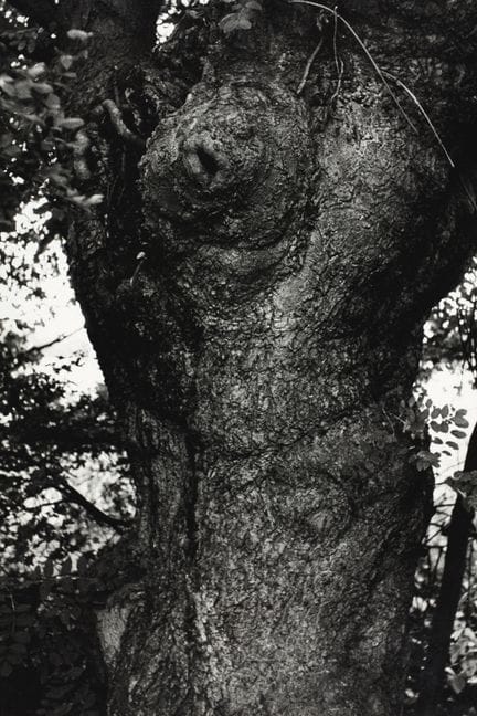 桑福德·H·罗斯 1906-1962
树，约1960年。
摄影作品。同期银盐冲印，背面有作者印章。
